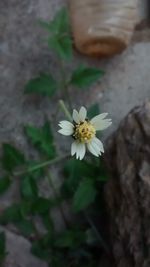 Close-up of white flowers blooming outdoors