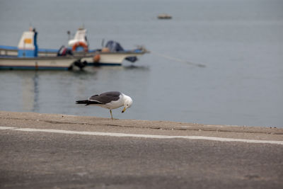 Side view of seagull perching by sea