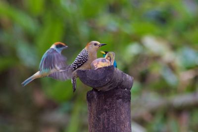 Close-up of birds perching on wooden post