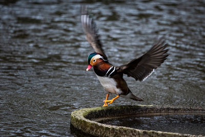 Close-up of duck perching on lake