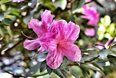 Close-up of pink flowers