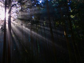 Sunlight streaming through trees in forest