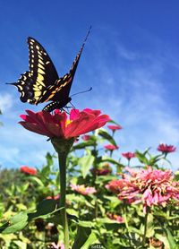 Close-up of butterfly pollinating on red flower