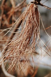 Dry pine needles