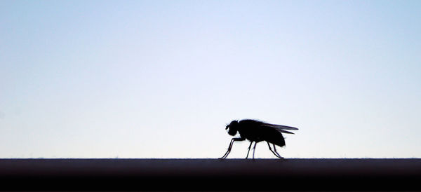 Close-up of silhouette bird perching against clear sky