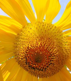 Close-up of yellow flower