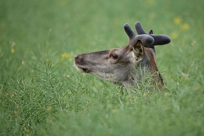 Close-up of deer on field