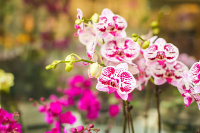Close-up of pink flowering plant