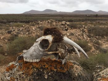 View of animal skull on field