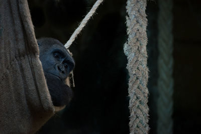 Close-up of monkey