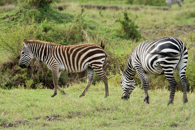 Zebra on field