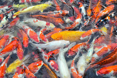 High angle view of koi carps swimming in lake