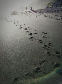 Close-up of birds on shore against sky