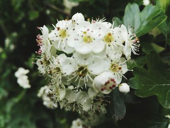 Close-up of white flowers on tree