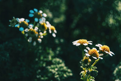 Close-up of yellow flowering plant in park