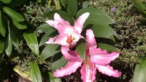 Close-up of pink flowers