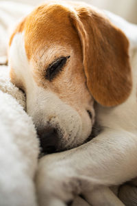 pet