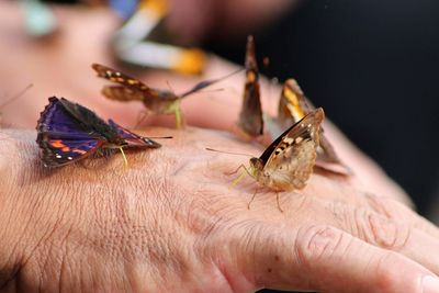 Close-up of butterfly on hand