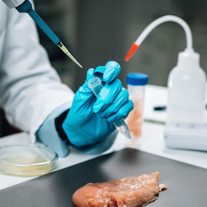 Food quality assessment. microbiologist testing poultry sample 