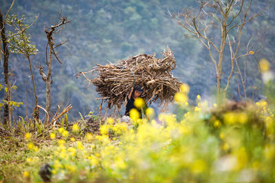 Man carrying firewood on his back after a day of work