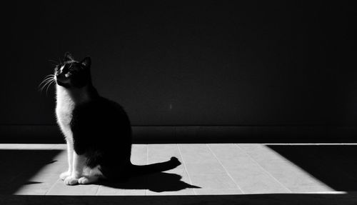 Cat on floor