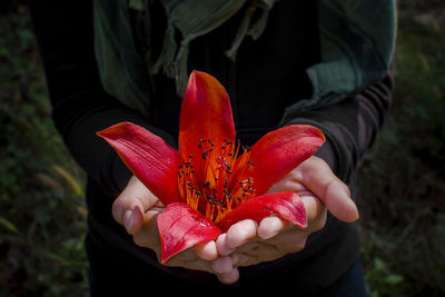 Close-up of hand holding red leaf