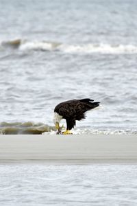 Eagle on beach eating fish