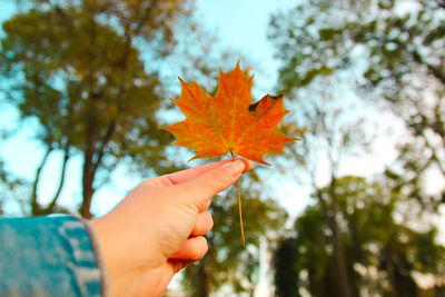 Orange maple leaf in female hand on nature green park background. colorful maple leaves in hand