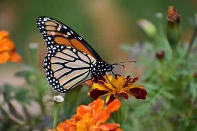 Close-up of butterfly pollinating on flower