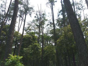 Low angle view of bamboo trees in forest