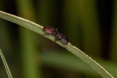 Close-up of insect on plant