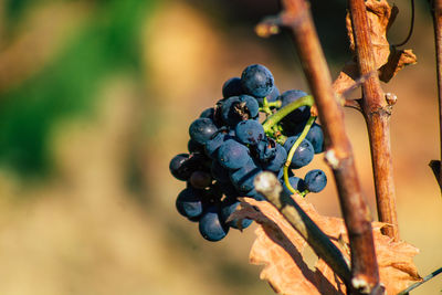 Close-up of grapes growing in vineyard