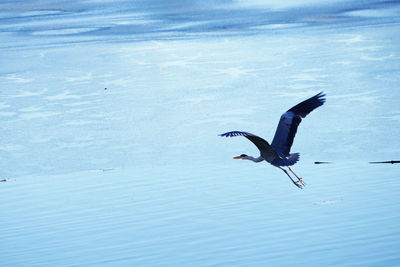Seagull flying over sea