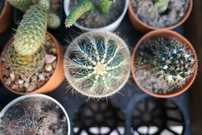 Close-up of potted plants