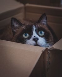 Portrait of cat in box