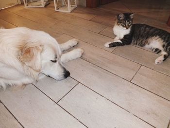 High angle view of dog lying on hardwood floor