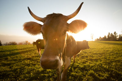 Close-up of horse grazing on field