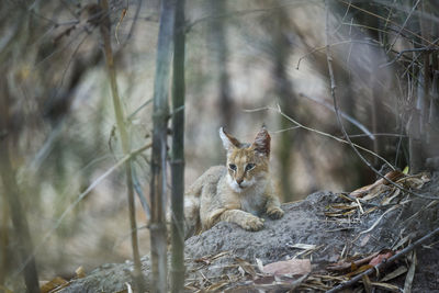 Cat sitting on a tree