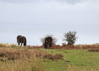 Horses in a field