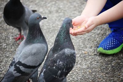 Close-up of hand feeding birds