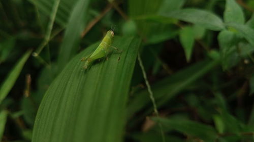 Close-up of insect on leaf