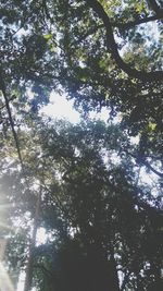 Low angle view of trees against sky