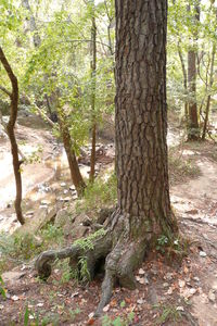 Trees in forest