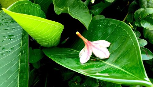 Close-up of leaves on plant