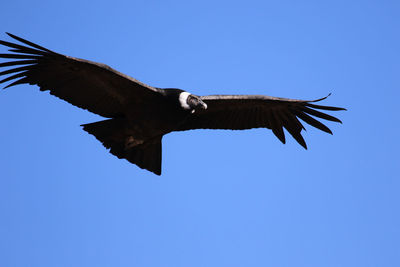 Low angle view of condor flying against clear blue sky