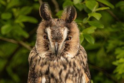 Close-up portrait of owl