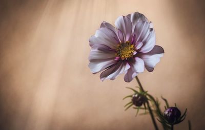 Close-up of cosmos