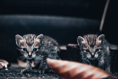Close-up of two little cute kitten