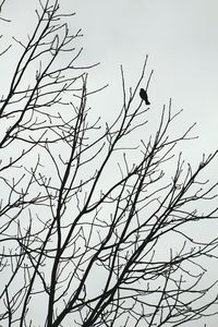 Low angle view of silhouette bird perching on bare tree against sky