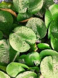 Full frame shot of green leaves in lake